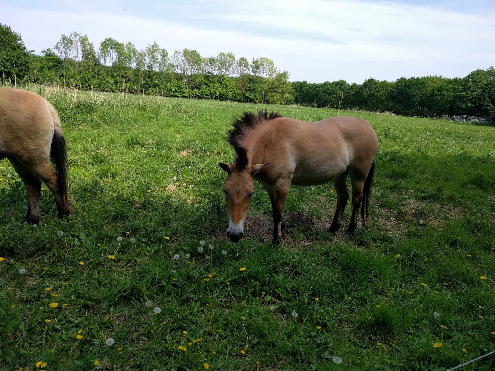 Przewalskipaarden grazend in het gras van Natuurpark Lelystad